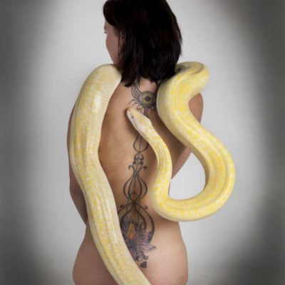 Albino python