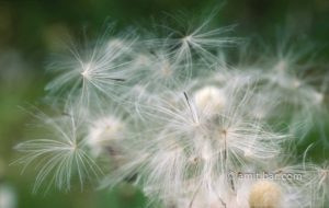 Almost: Wild flowers are losing their last seeds