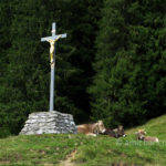 Cows under a Christ sculpture in the mountains around Amden, Switzerland