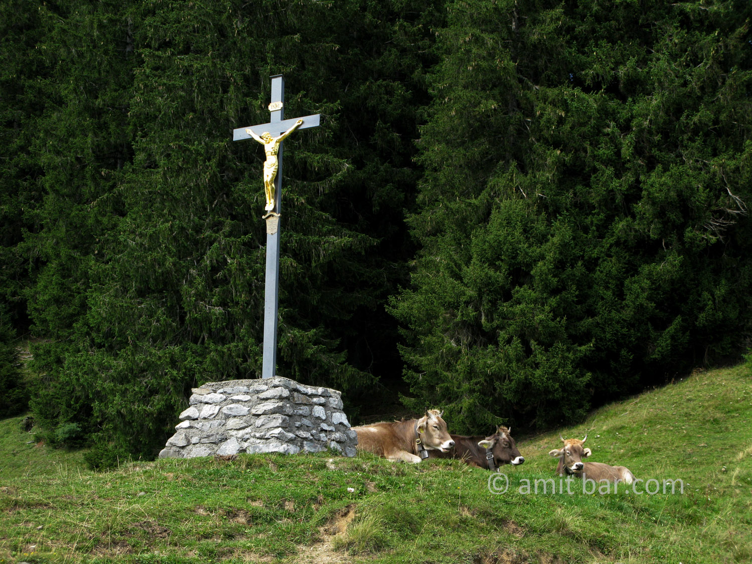 Cows under a Christ sculpture in the mountains around Amden, Switzerland