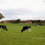 Autumn cows I: Autumn in De Achterhoek, The Netherlands