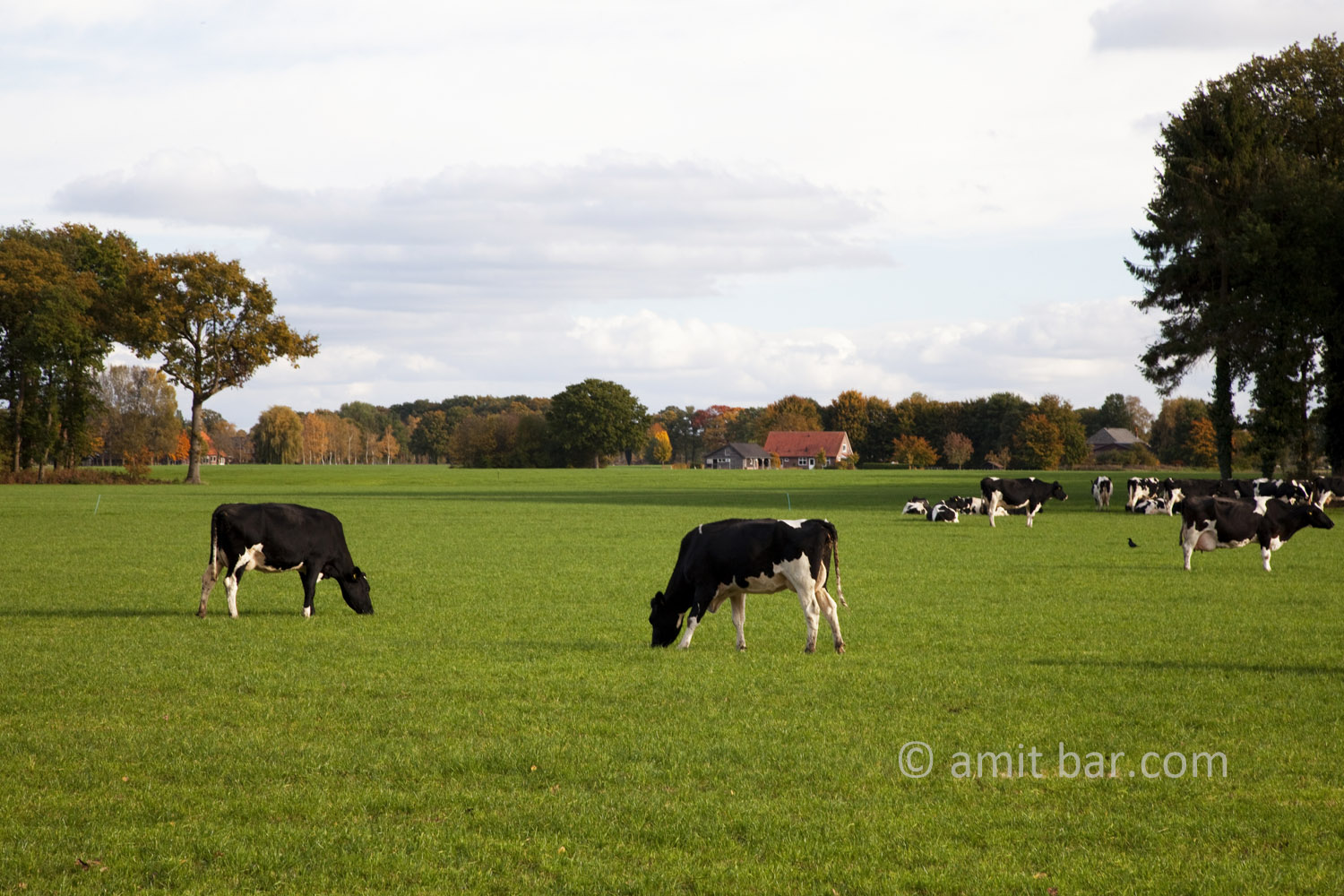 Autumn cows I: Autumn in De Achterhoek, The Netherlands