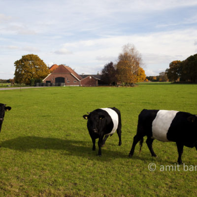 Autumn cows