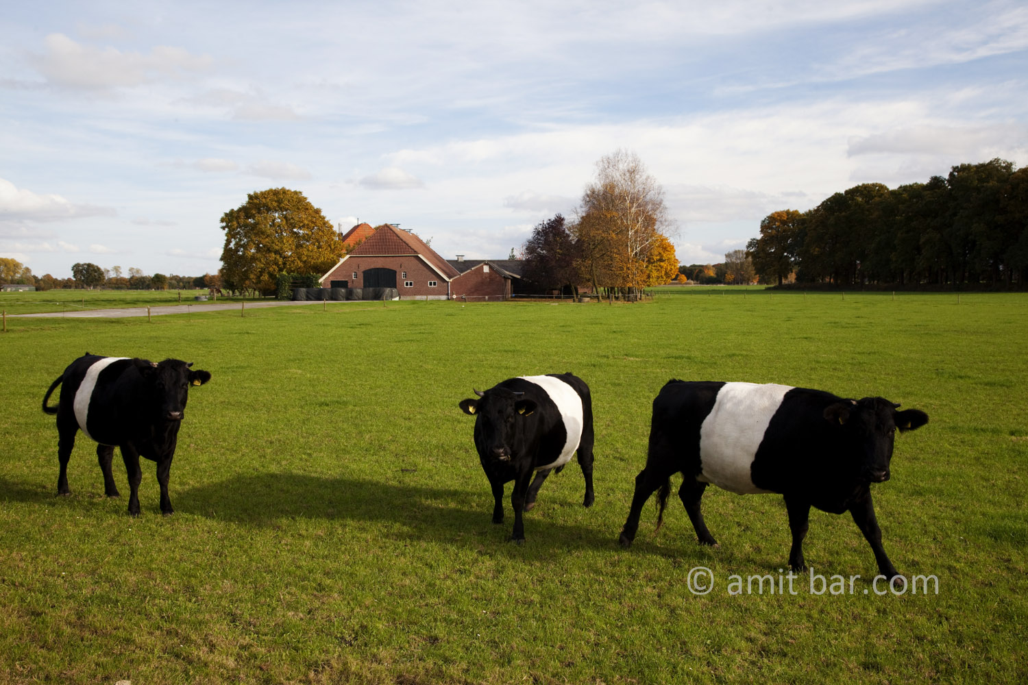 Autumn cows II: Autumn in De Achterhoek, The Netherlands