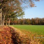 Autumn in De Achterhoek II: Lanes of oak trees getting orange color