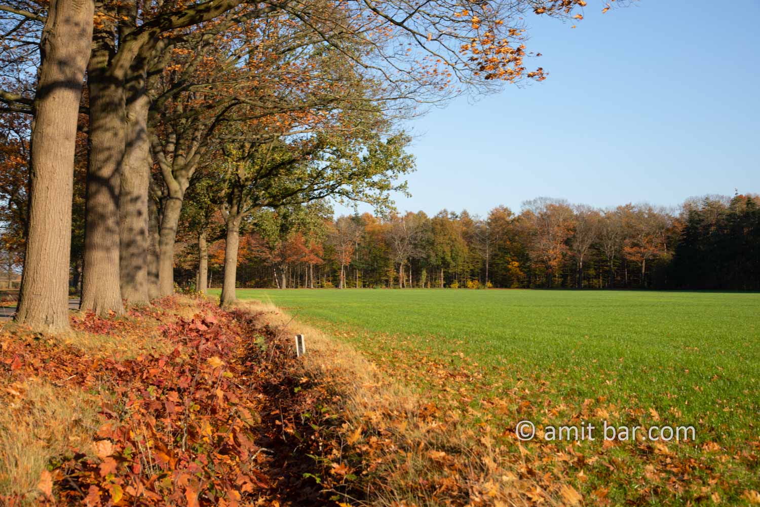 Autumn in De Achterhoek II: Lanes of oak trees getting orange color