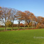 Autumn in De Achterhoek III: Lanes of oak trees getting orange color