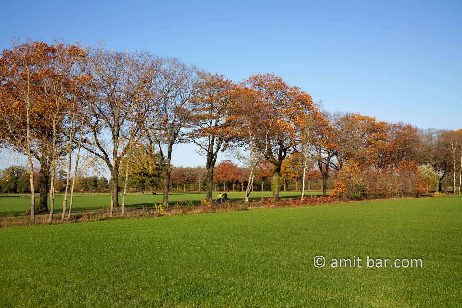 Autumn in De Achterhoek III: Autumn in De Achterhoek III: Lanes of oak trees getting orange color