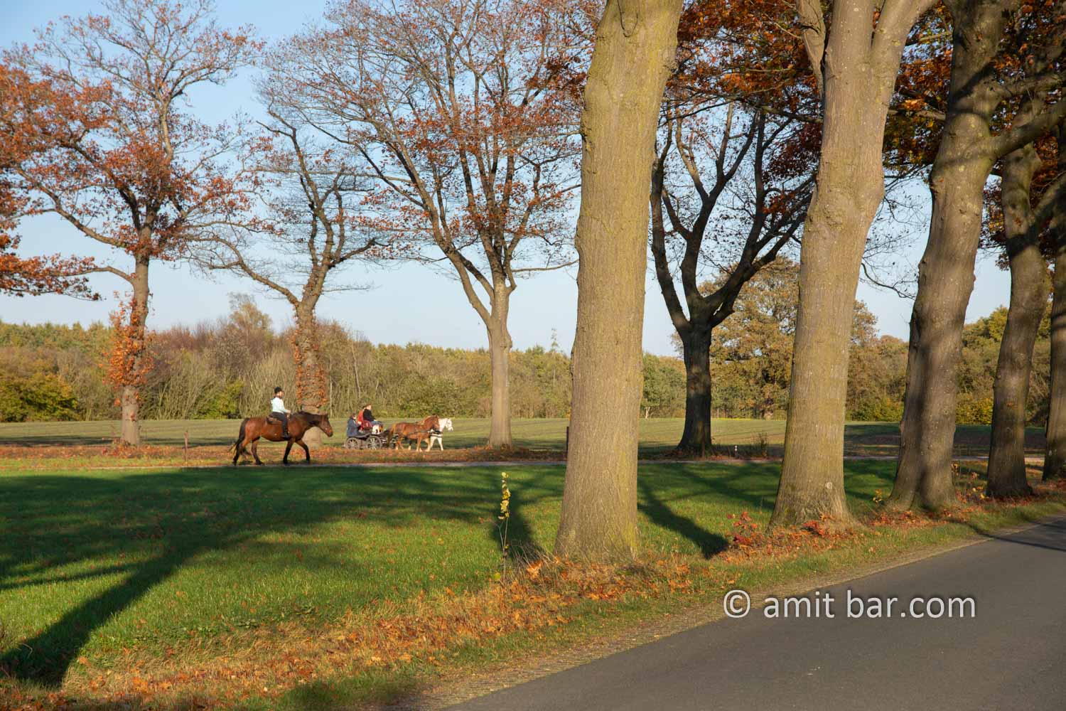 Autumn in De Achterhoek IV: Lanes of oak trees getting orange color