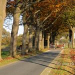 Autumn in De Achterhoek V: Lanes of oak trees getting orange color