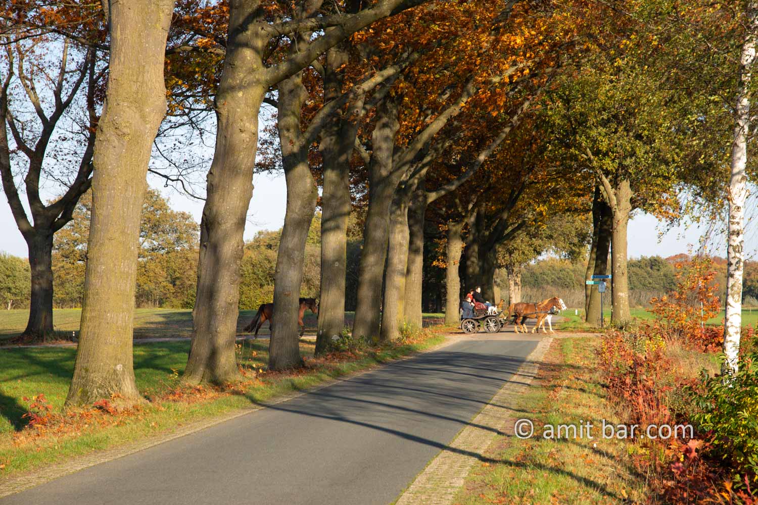 Autumn in De Achterhoek V: Lanes of oak trees getting orange color