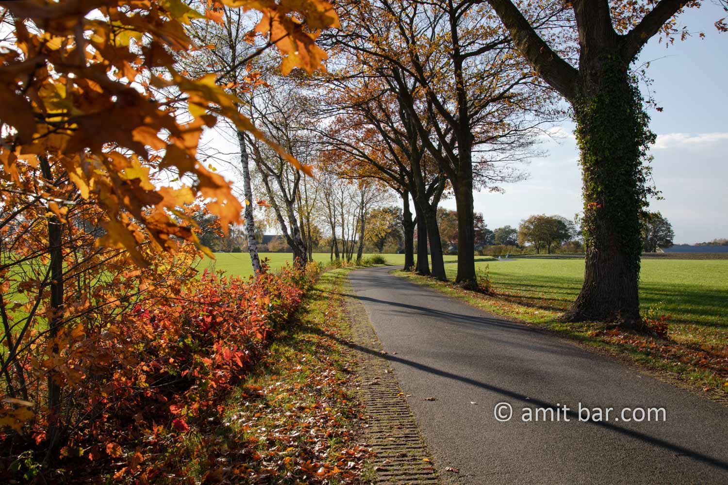 Autumn in De Achterhoek VI: Lanes of oak trees getting orange color