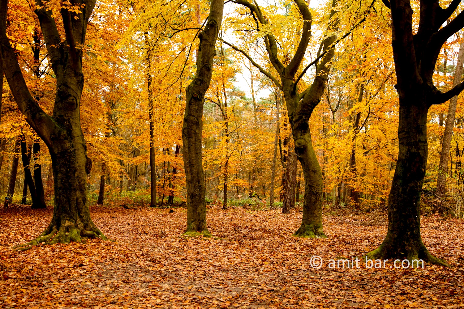Beech trees in the autumn. Doetinchem, The Netherlands