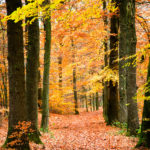 Beech trees in the autumn. Doetinchem, The Netherlands