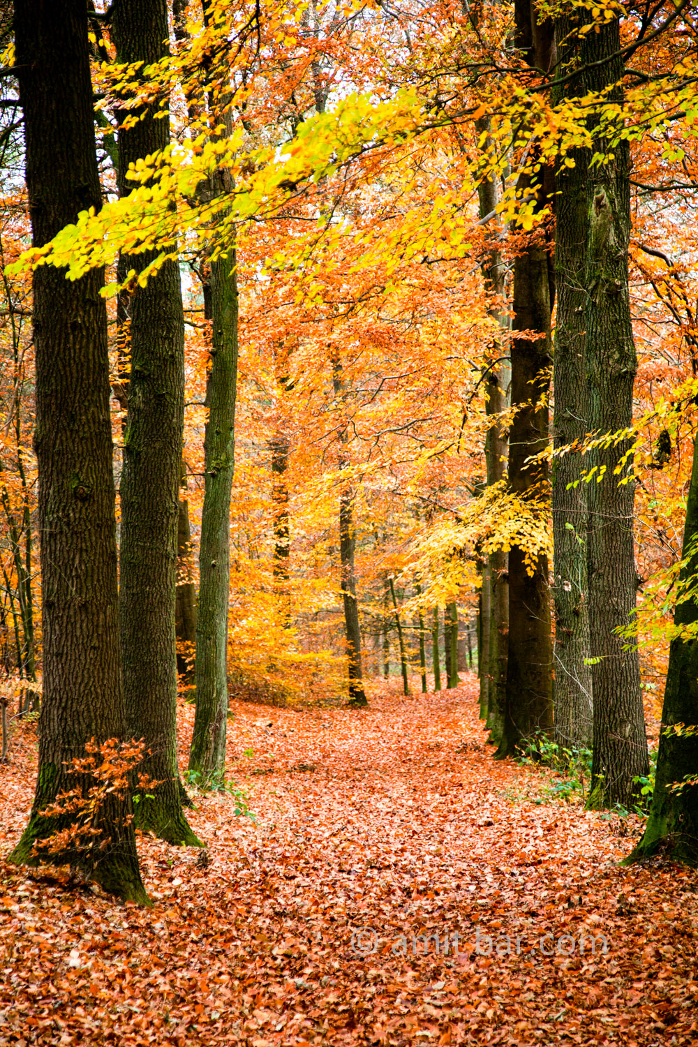 Beech trees in the autumn. Doetinchem, The Netherlands