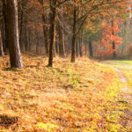 Beech trees in the autumn. Doetinchem, The Netherlands