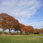 Autumn lane: A tree-lane in autumn colours beside Halle, The Netherlands