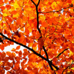 Autumn leaves II: Automn leaves in De Achterhoek, The Netherlands