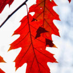 Autumn leaves III: Automn leaves in De Achterhoek, The Netherlands