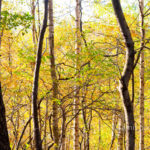 Autumn leaves IV: Automn leaves in De Achterhoek, The Netherlands