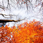 Autumn leaves IX: Automn leaves in De Achterhoek, The Netherlands