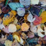 Autumn leaves on the ground: Autumn leaves on the ground in Doetinchem, De Achterhoek