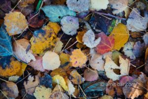 Autumn leaves on the ground: Autumn leaves on the ground in Doetinchem, De Achterhoek