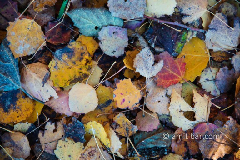 Autumn leaves on the ground