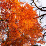 Autumn leaves V: Automn leaves in De Achterhoek, The Netherlands