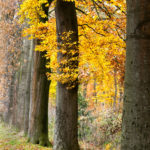 Autumn leaves VI: Automn leaves in De Achterhoek, The Netherlands