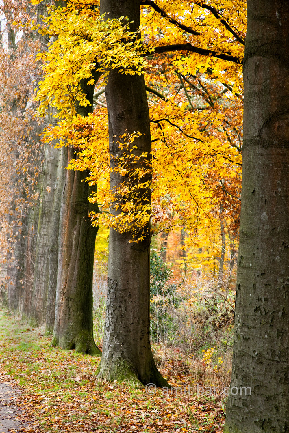 Autumn leaves VI: Automn leaves in De Achterhoek, The Netherlands