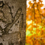Autumn leaves VII: Automn leaves in De Achterhoek, The Netherlands