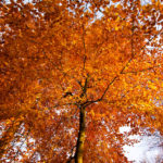 Autumn leaves XI: Automn leaves in De Achterhoek, The Netherlands