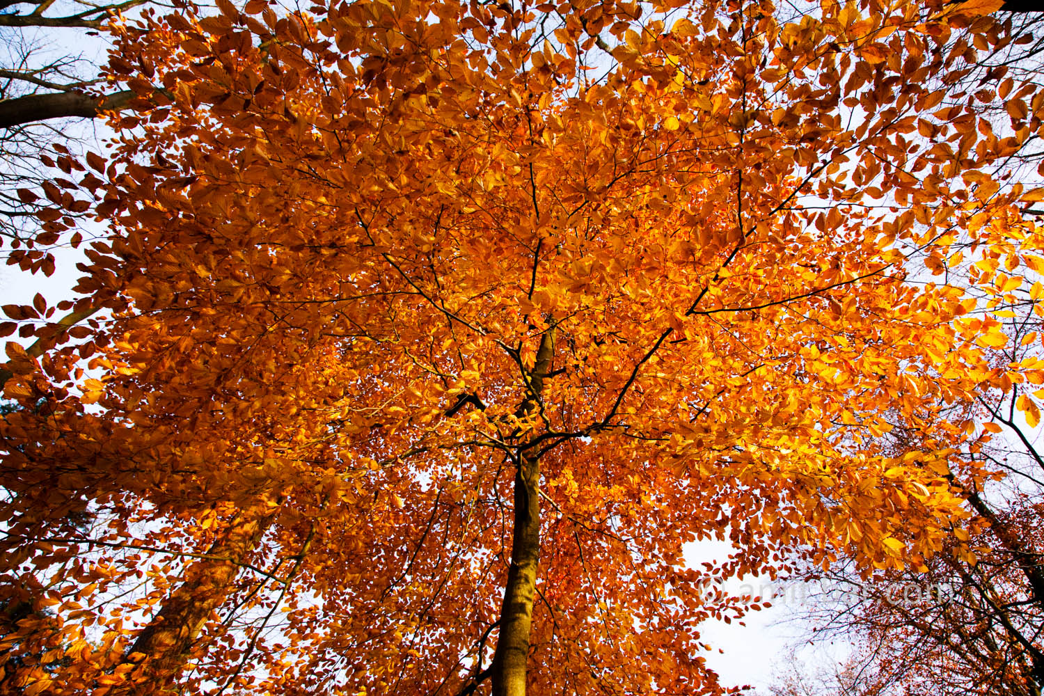 Autumn leaves XI: Automn leaves in De Achterhoek, The Netherlands
