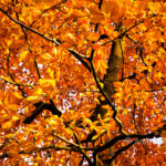 Autumn leaves XII: Automn leaves in De Achterhoek, The Netherlands