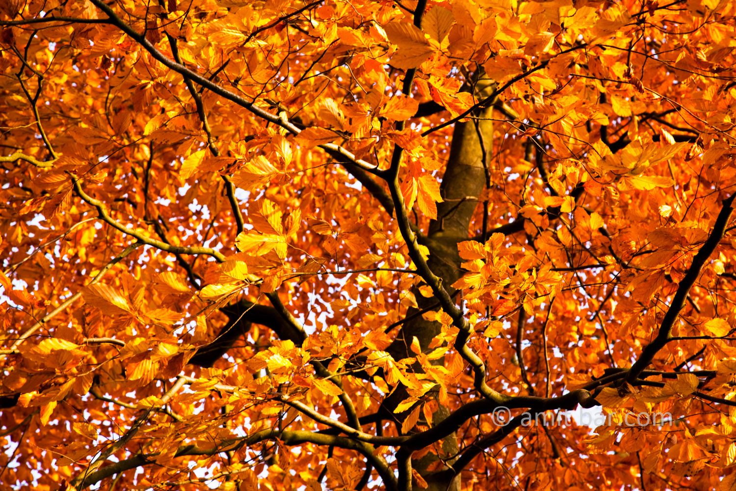 Autumn leaves XII: Automn leaves in De Achterhoek, The Netherlands