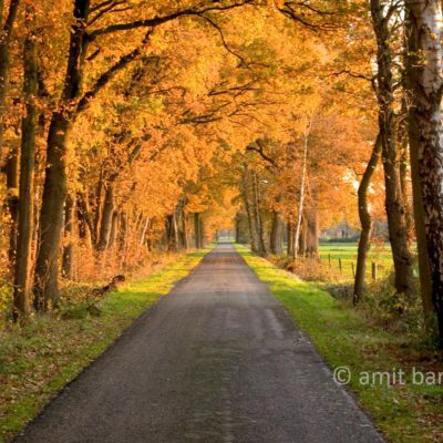 Autumn road in Achterhoek
