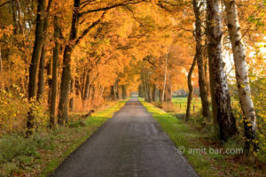 Autumn road in Achterhoek, The Netherland