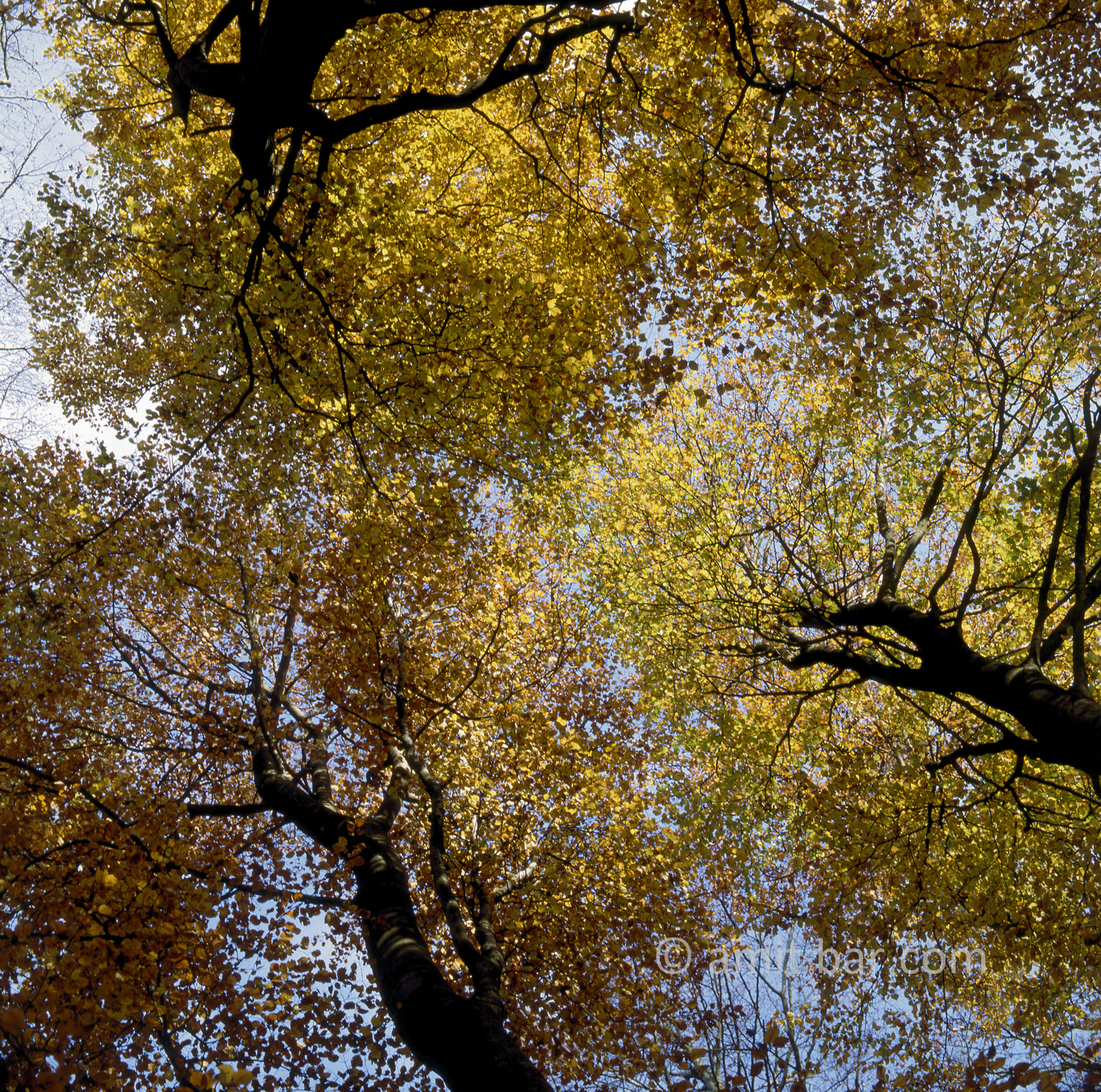 Autumn tree tops: Tree tops of oaks in the autumn