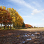 Autumn trees I: Autumn in De Achterhoek, The Netherlands
