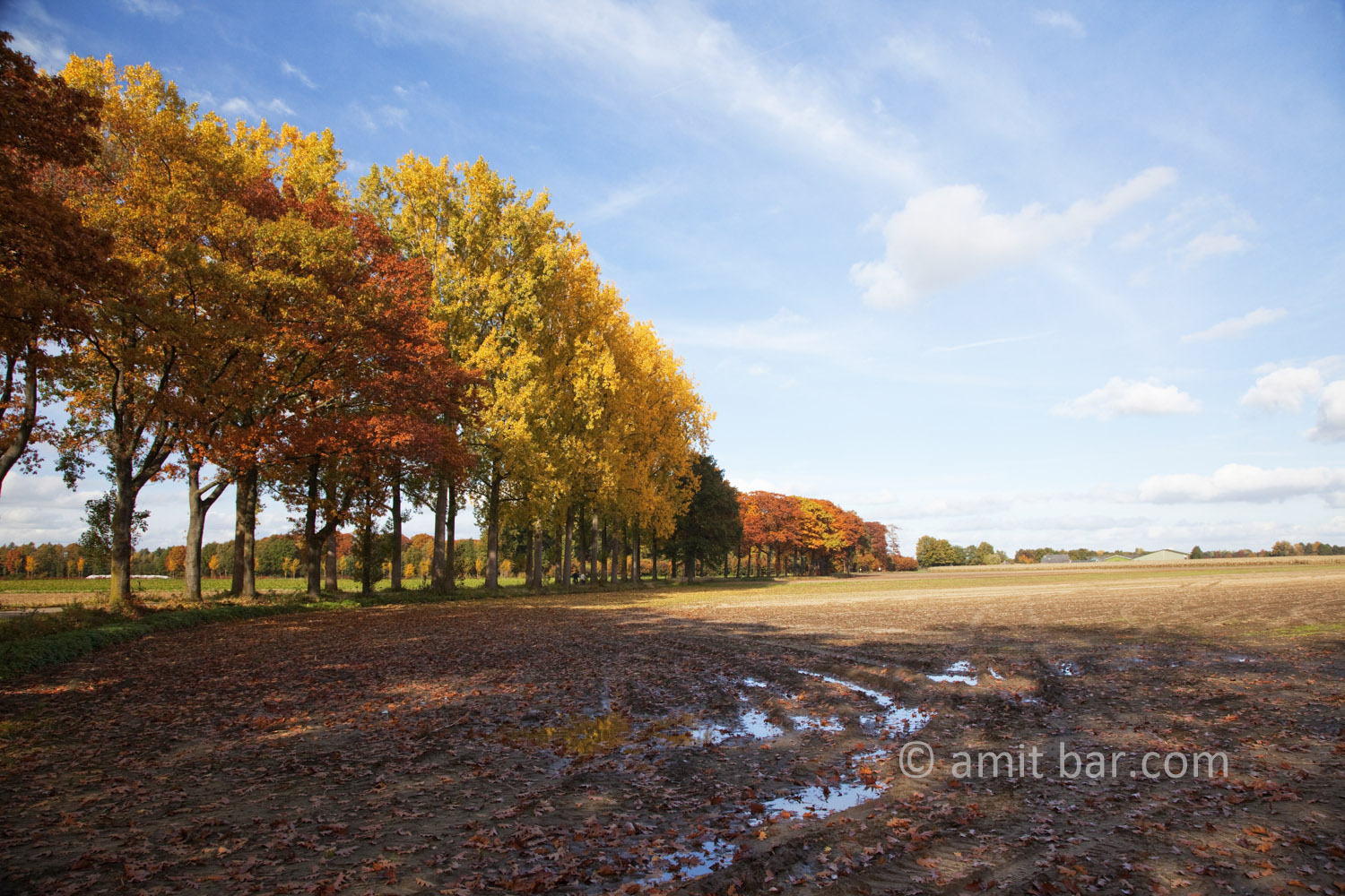 Autumn trees I: Autumn in De Achterhoek, The Netherlands
