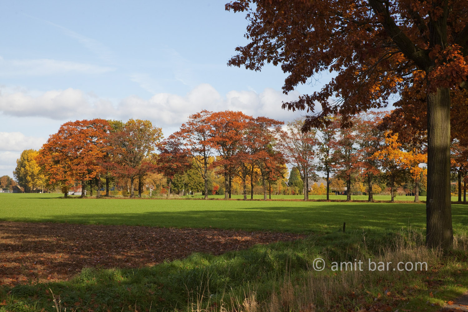 Autumn trees II: Autumn in De Achterhoek, The Netherlands