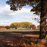 Autumn trees III: Autumn in De Achterhoek, The Netherlands
