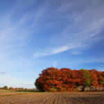 Autumn trees IV: Autumn in De Achterhoek, The Netherlands