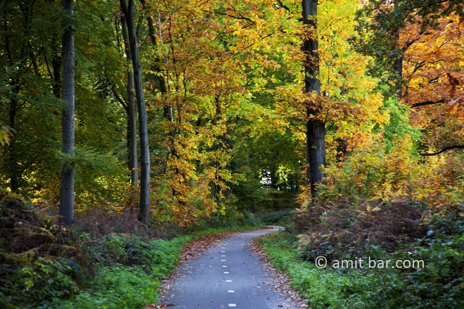 Autumn trees V: Autumn in De Achterhoek, The Netherlands