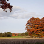 Autumn trees VI: Autumn in De Achterhoek, The Netherlands