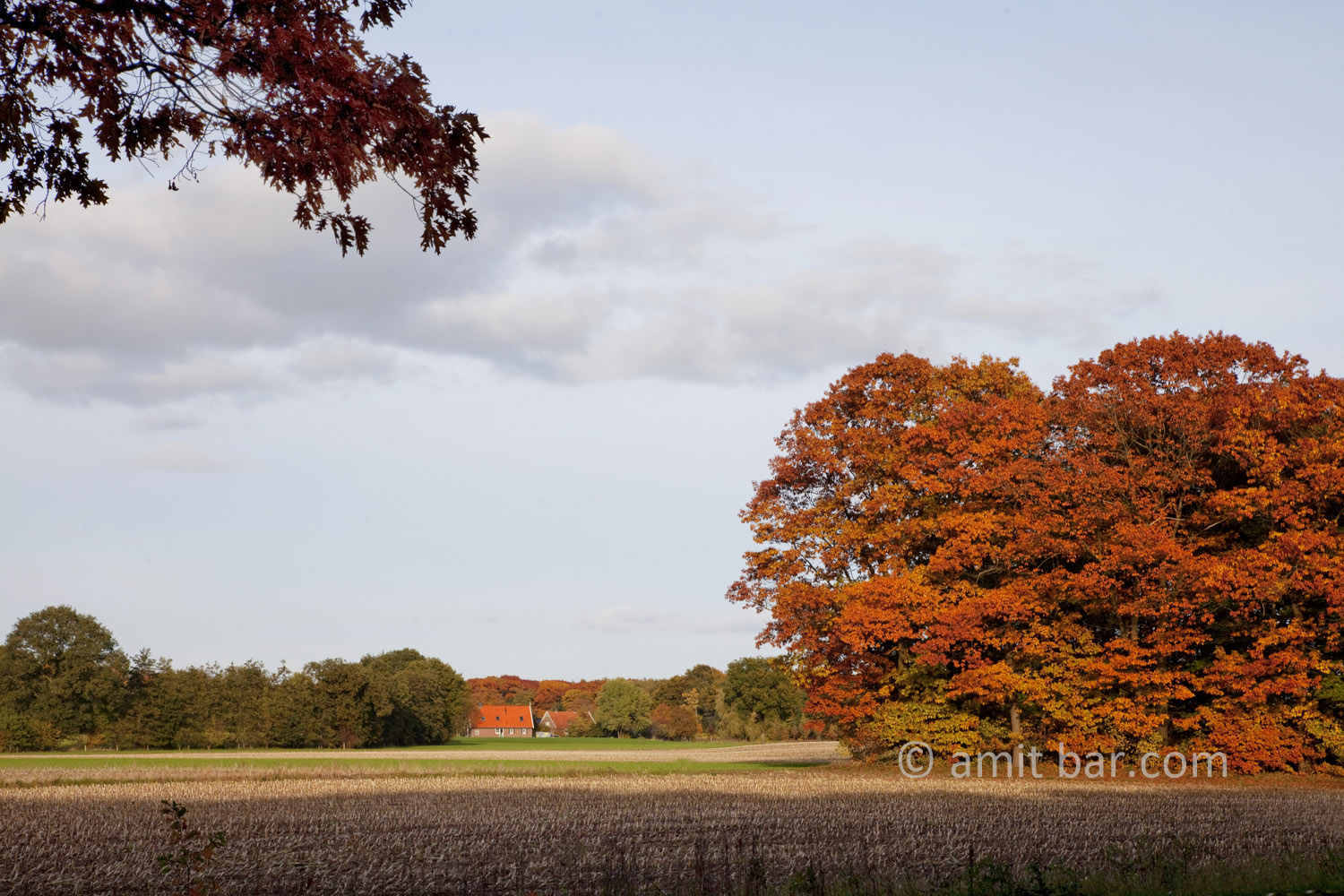 Autumn trees VI: Autumn in De Achterhoek, The Netherlands
