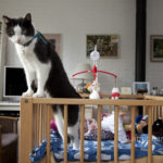 babysitter: baby is been protected by the cat