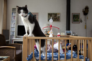 babysitter: baby is been protected by the cat
