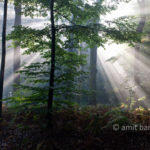 Backlight I: Backlight in the forest of Slangenburg, The Netherlands